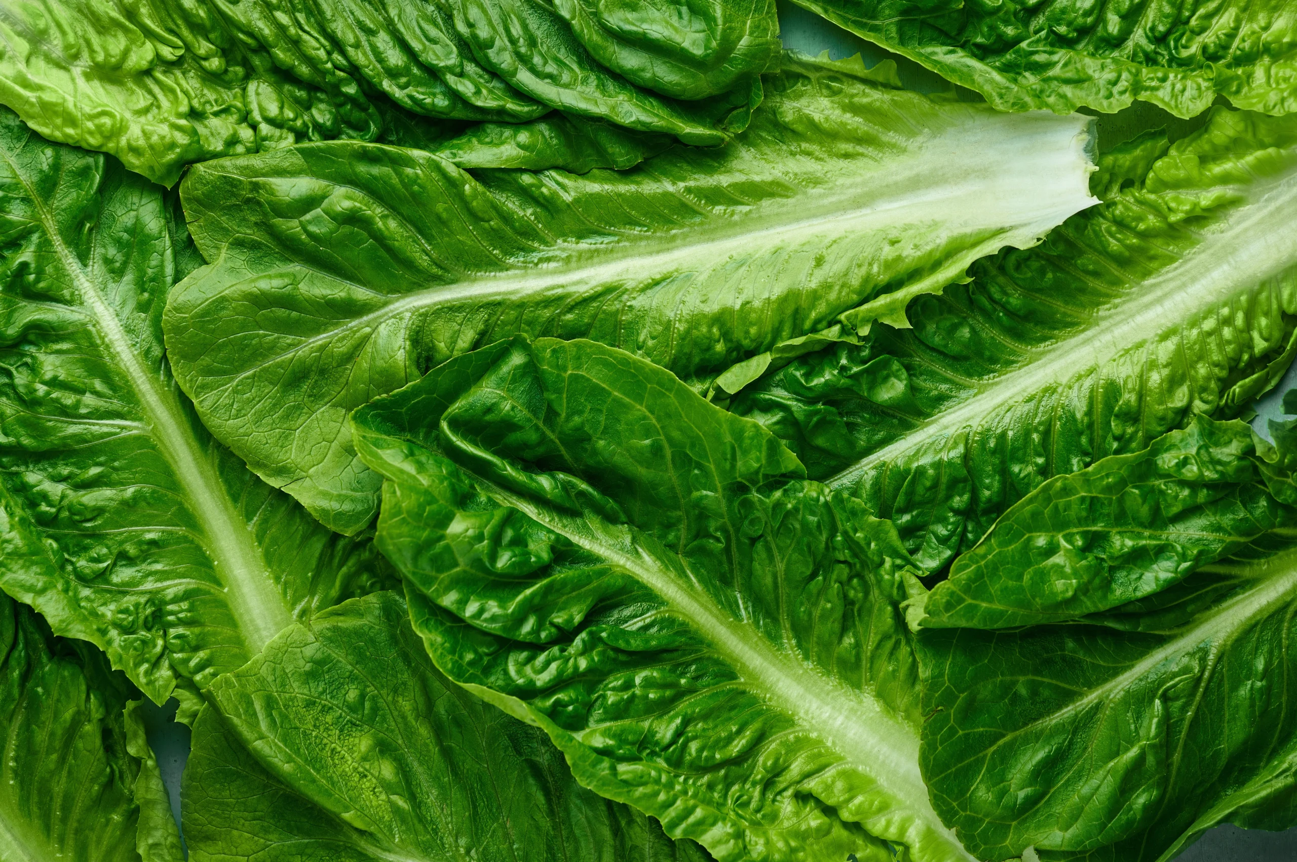 Fresh green romaine lettuce leaves in close-up view.